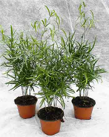 Asparagus Fern